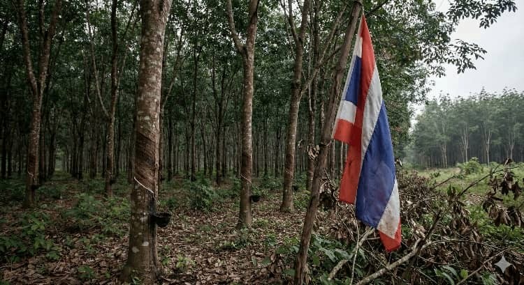 Thailand flag on a rubber plantation