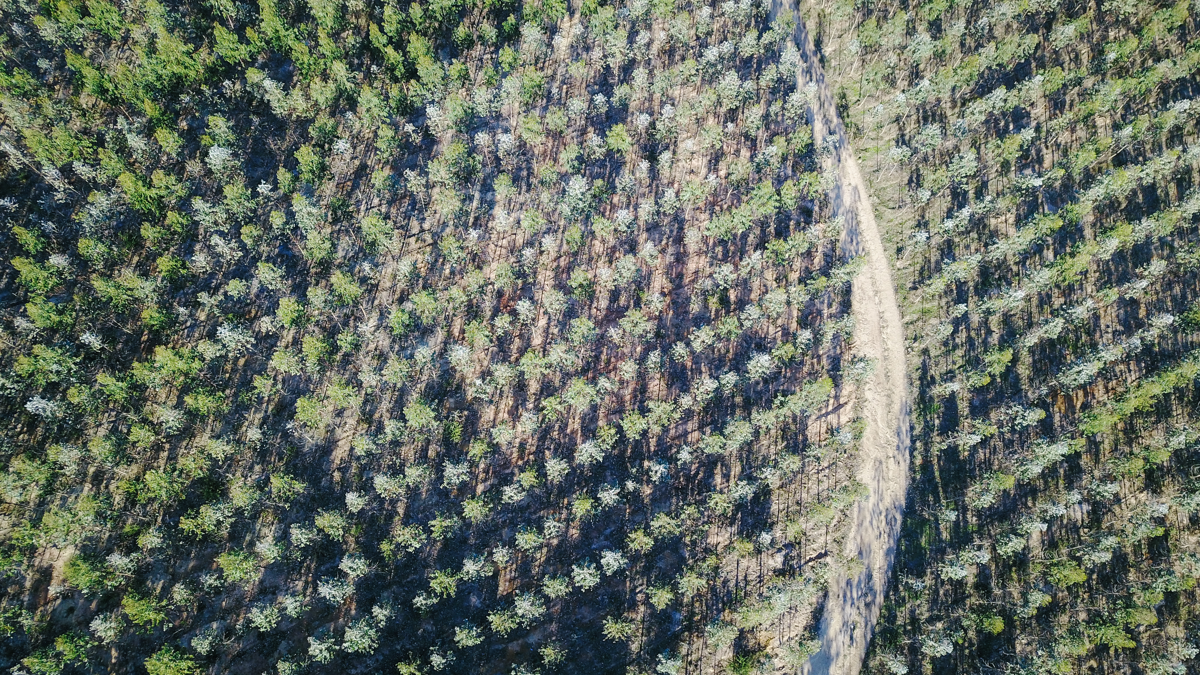 rubber tree forest