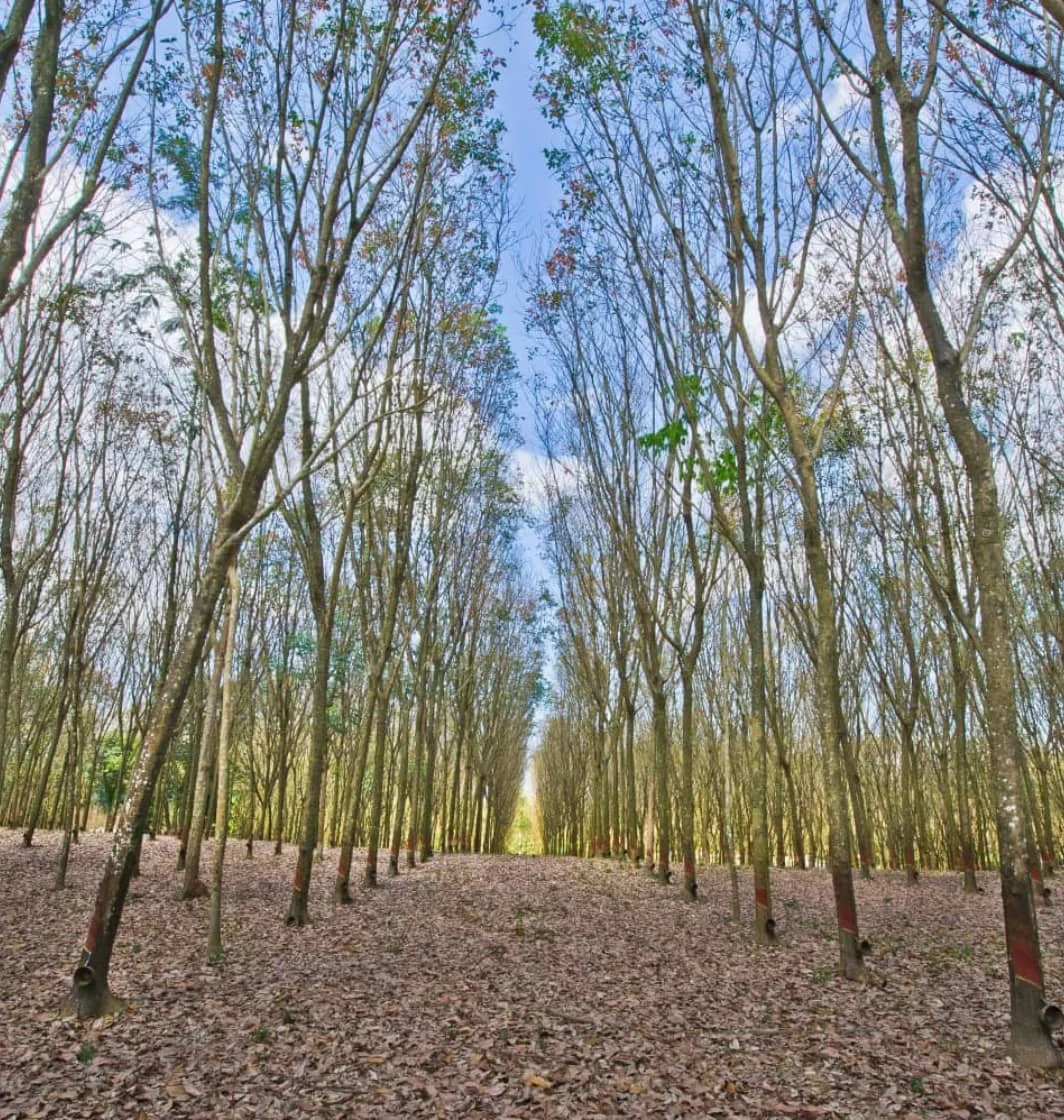 Natural Rubber  Forest Stewardship Council