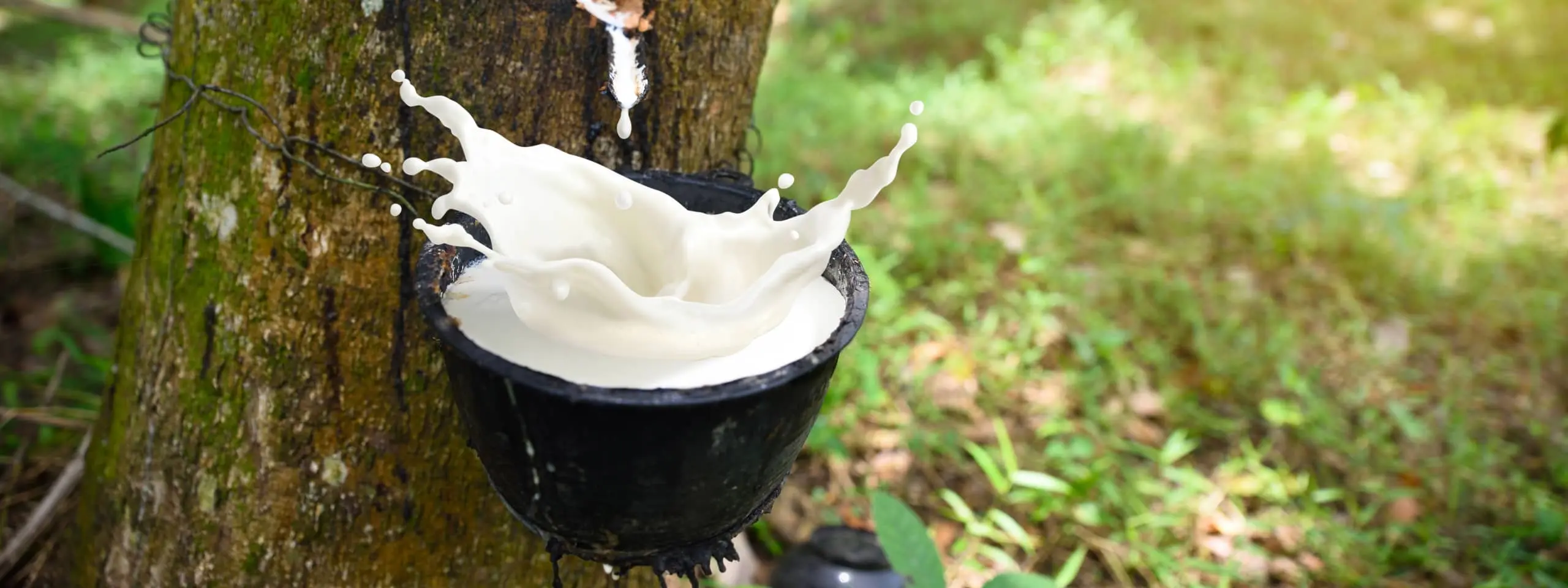 natural latex from rubber tree
